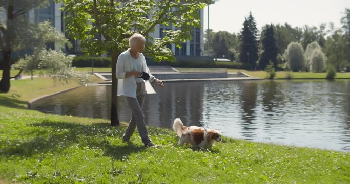 Elderly woman pensioner walk cavalier spaniel in park near lake