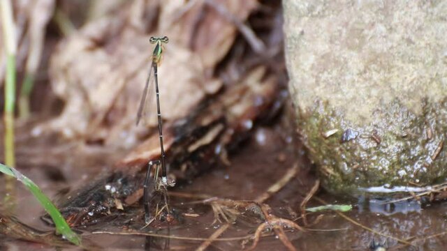 dragonflies that are mating and laying eggs