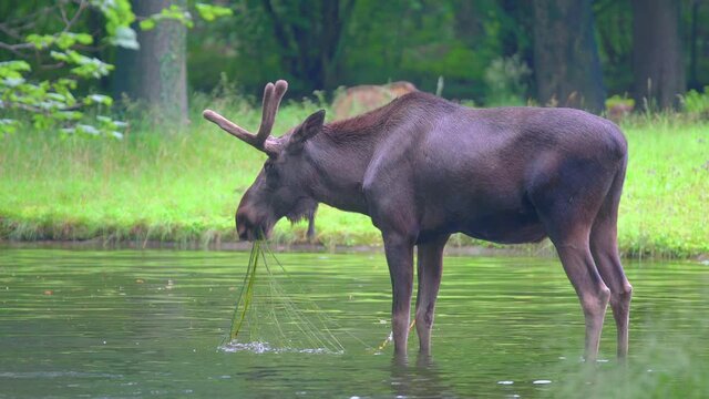 A 4k closeup footage of a moose standing in a small river and eating some plants