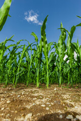 Junge Grüne Maispflanzen im Sommer