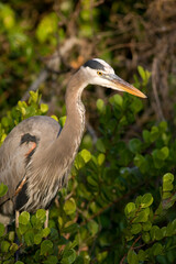 Great Blue Heron, Ardea herodias, Everglades National Park, Florida, USA