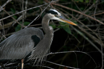 Fototapeta premium Great Blue Heron