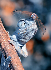 Macro shots, Beautiful nature scene green chameleon  © blackdiamond67
