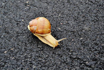 Big garden snail in shell crawling on wet road hurry home