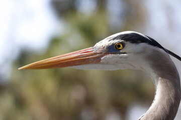 Great Blue Heron portrait