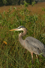 Fototapeta premium Great Blue Heron, Everglades National Park