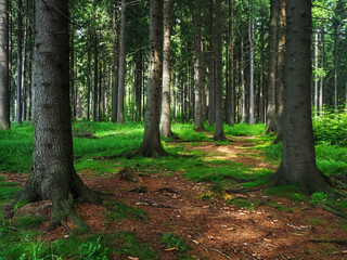 Dence spruce forest in the Vysocina region in the Czech Republic