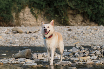 Spend time with dog by the water. White fluffy large mongrel stands on rocky bank of river and looks carefully ahead. Half breed of Siberian husky and white Swiss shepherd.
