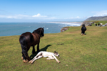 Rhossili Bay in the Gower Peninsula on a summer's day in Swansea, Wales
