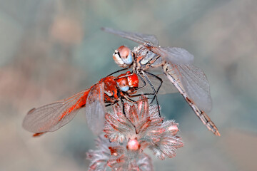 Macro shots, Beautiful nature scene dragonfly.   