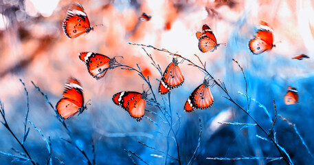 Macro shots, Beautiful nature scene. Closeup beautiful butterfly sitting on the flower in a summer...