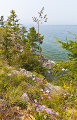 Siberian Baikal Lake on sunny summer day. Purple daisies bloom on the rocky coast of Olkhon Island. Beautiful summer landscape. Natural seasonal background. Summer travel and outdoor recreation