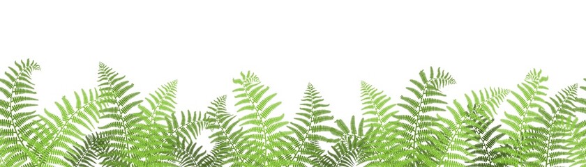 Vector illustration, border of fern on a white background, cartoon decorative seamless strip for summer and autumn season, design for cosmetics, homedesign, ecology - obrazy, fototapety, plakaty