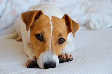 Cute Jack Russel terrier puppy with big ears waiting for the owner on a bed with blanket and pillows. Small adorable doggy with funny fur stains alone in bed. Close up, copy space, background.