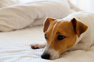 Cute Jack Russel terrier puppy with big ears waiting for the owner on a bed with blanket and pillows. Small adorable doggy with funny fur stains alone in bed. Close up, copy space, background.