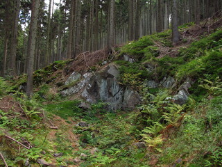 Niebieskawe kamienie na górze w lesie - obrazy, fototapety, plakaty