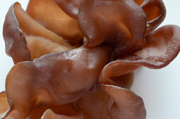 Naklejka premium 生きくらげ