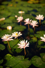 White lotus flower on the lake