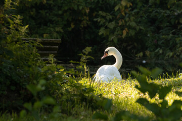 Schwan im Morgenlicht