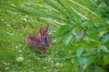 Baby Bunny Rabbit comes out from under out deck to get some early morning sun. A rabbit sits in the grass in our yard in Windsor in Broome County in Upstate NY. Sunlight shines through the ears.
