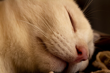 Close-up on a beautiful white cat. Details of your soft fur. Domestic animal.