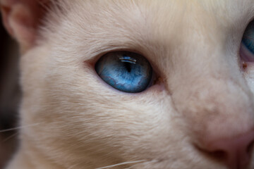 Close-up on a beautiful white cat with blue eyes. Details of your soft fur.