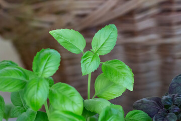 Fresh basil on a dark background. Green basil. Green basil on a dark background. Food background