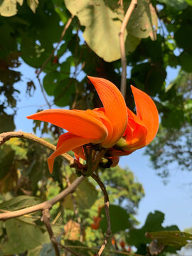 Palash flower tree, Butea Monosperma or palash flower. Beautiful orange flower blooming in summer in tropical climate