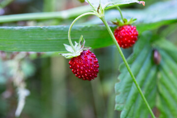 Wild strawberry bush in forest. Red strawberries berry and white flowers in wild meadow, close up