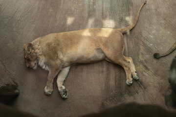 Obraz premium Sleeping Lion