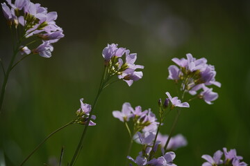 Wiesen-Schaunkraut in voller Blüte, Cardamine pratensis