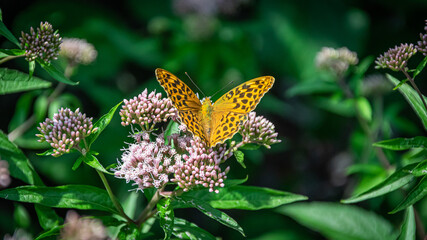 Butterfly in the Garden