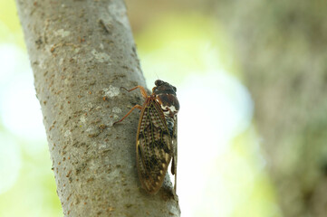 アブラゼミ　夏本番