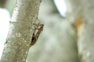 アブラゼミ　夏本番