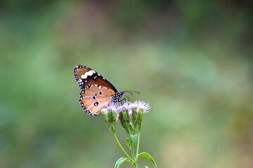 Close up of Plain Tiger (Danaus chrysippus) butterfly visiting flower in nature in a public park and feeding itself during springtime in India.
