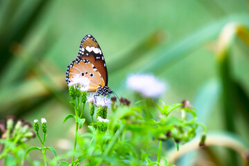 Close up of Plain Tiger (Danaus chrysippus) butterfly visiting flower in nature in a public park and feeding itself during springtime in India.
