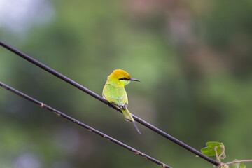 A Green Bee Eater perched on a cable wire and looking away in a soft blurry background. 
 