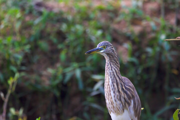  Indian Pond Heron, Ardeola grayii grayii, in the nature swamp habitat, India. Bird in the green flower in march. Brown heron from Asia.
