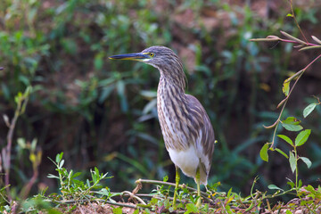  Indian Pond Heron, Ardeola grayii grayii, in the nature swamp habitat, India. Bird in the green flower in march. Brown heron from Asia.
