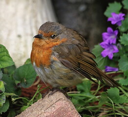 Robin Redbreast (Erithacus Rubecula)