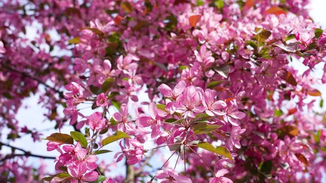 Close up view 4k stock video footage of blooming fresh pretty delicate pink flowers growing on spring trees outdoors in city park. Abstract natural video background