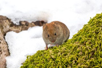 Bank Vole (Clethrionomys glareolus) tolerates of mouse fever. Hantavirus hemorrhagic fever with renal syndrome (HFRS) is a group of clinically similar illnesses caused by species of hantaviruses. 