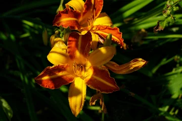 Foto op Canvas Eye-catching yellow and red Day Lily 'Frans Hals' with sunlight and shadows. © SteveGillPhotography