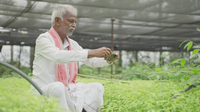Farmer capturing photos of crop saplings or plants at greenhouse or polyhouse to check about plant gowth or pest on internet - concept of farmer using technology, internet and smartphone.
