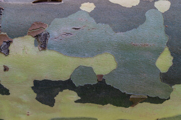 camouflage texture background © avrezn