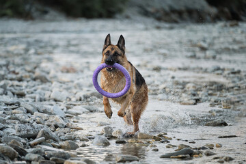 Active walking and playing with dog in water. Splashes fly from under paws. German shepherd of black and red color is fun and actively running in river with blue ring for pets.