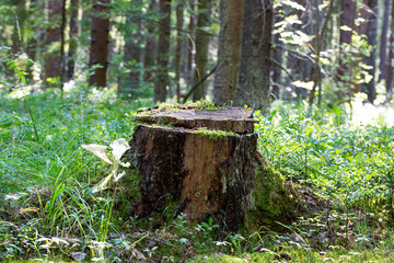 forest scene, an old stump in a summer green forest