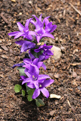 Purple clustered bellflower flowers