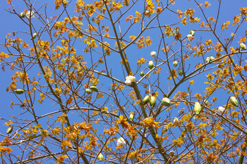 The baobab tree has borne fruit.