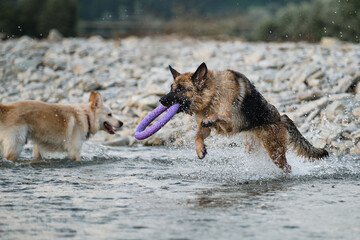 Two dogs are playing merrily by river and spray is flying in different directions. German shepherd with blue ring in its mouth and half breed of white Swiss are best friends cooling off in water.